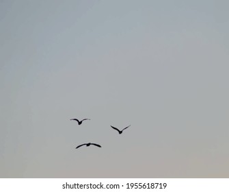 birds flying in the sky
