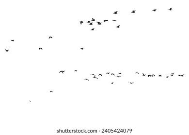 Birds flying in the sky with a natural distribution. Natural vector birds.