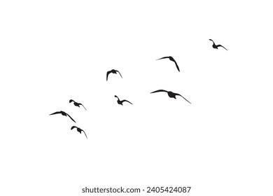 Birds flying in the sky with a natural distribution. Natural vector birds.