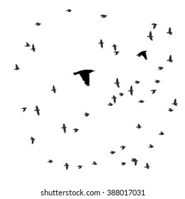 Birds flying starlings. Vector