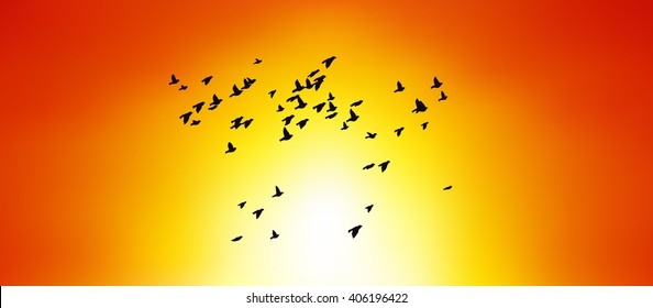 Birds flying in the sunset