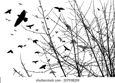 Birds flying and tree branches. Vector