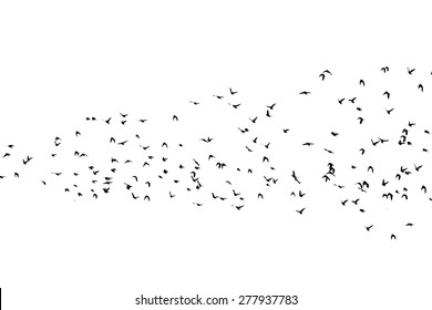 Birds flying. Vector