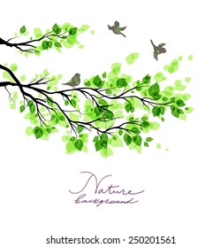 Birds with green branches. Summer or spring nature background with place for text.