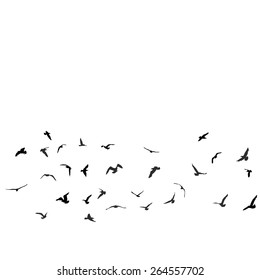 Birds, gulls, black silhouette on white background. Vector