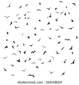 Birds, gulls, black silhouette on white background. Vector