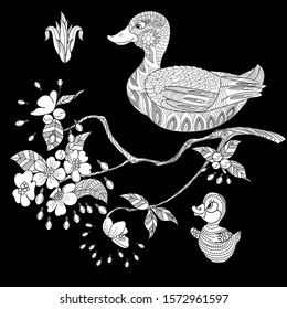 Birds hand drawn in vintage style with flowers. Duckd and blossom branches of cherry. Linear engraved art. Bird concept. Romantic concept. Vector design