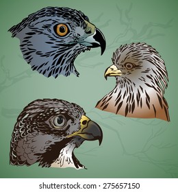 Birds head image design for postcards, illustration, labels, stickers, logos and other design need. 
