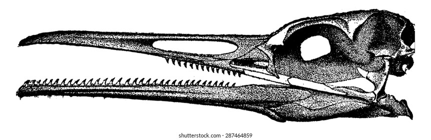 Bird's head tooth, vintage engraved illustration. Earth before man - 1886.