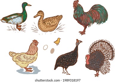 Birds home farm chickens ducks roosters turkeys vector graphic illustration hand-drawn. Engraving color print textile products meat background