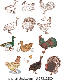 Birds home farm chickens ducks roosters turkeys vector graphic illustration hand-drawn. Engraving color print textile products meat background