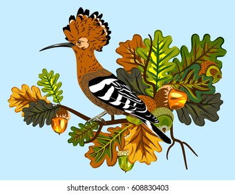 Birds of hoopoes in the branches of oak