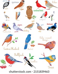 Aves enorme conjunto con nombres gráficos editables vectores coloridos conjunto
