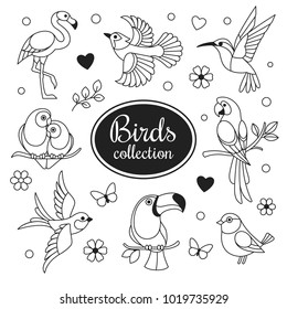 Birds icons collection. Vector collection of exotic birds outline icons, such as hummingbird, pink flamingo, parrot, toucan and swallow. Isolated on white.