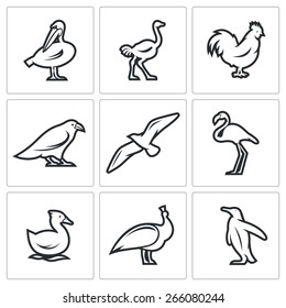 Birds icons: pelican, ostrich, chicken, crows, seagulls, flamingos, ducks, peacock, penguin.
Vector Illustration.