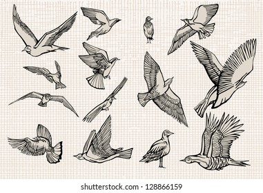 Birds Illustration