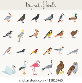 Birds illustration icons. Colorful exotic cartoon birds icons set. 