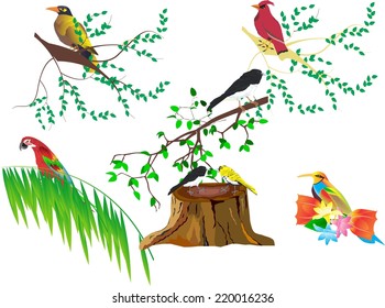 Birds illustration at natural setting