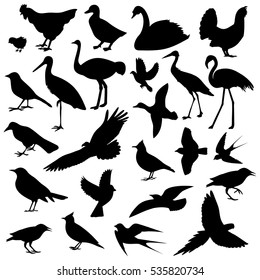 birds image,different types of birds,vector illustration