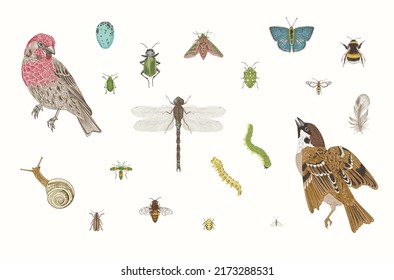 Birds and insects. Set. Vector vintage illustrations. 