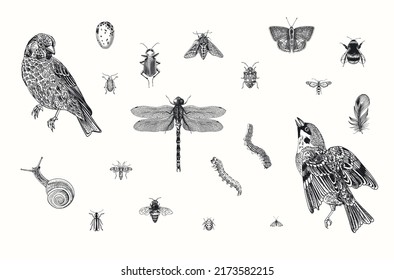 Birds and insects. Set. Vector vintage illustrations. Black and white 