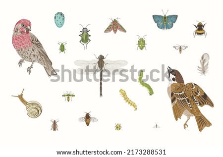 Birds and insects. Set. Vector vintage illustrations. 
