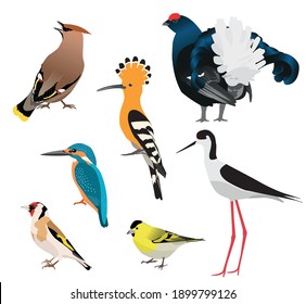 Birds isolated on white background. Vector illustration set