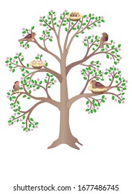 Birds living on a large, flowering, spring tree - vector full color picture. Birds in nests, sit and hatch eggs, feed the chicks and sing a flock of small birds settled in the branches of a tree.