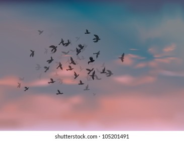 Birds Migration / Red clouds at sunset
