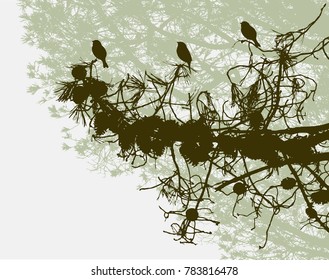 Birds on a branch of pine