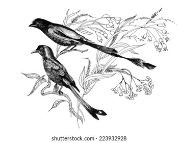 Birds on branch vector illustration