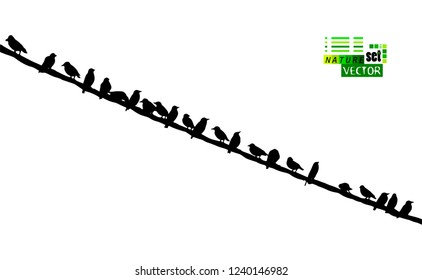Birds on electric wires