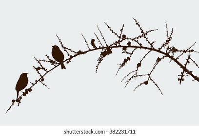 birds on a pine branch