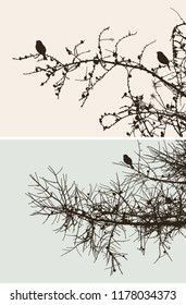 The birds on the pine branches