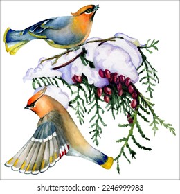 Birds on snow-covered branches. Can be used as a postcard, cover background, or for a web message. Vector illustration in a watercolor style.
