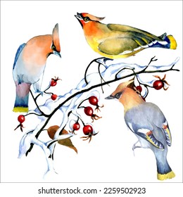 Birds on snow-covered branches. Can be used as a postcard, cover background, or for a web message. Vector illustration in a watercolor style.

