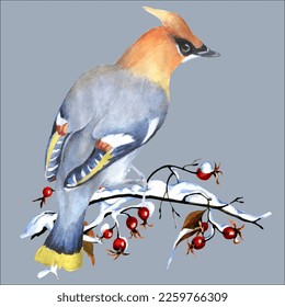 Birds on snow-covered branches. Can be used as a postcard, cover background, or for a web message. Vector illustration in a watercolor style.
