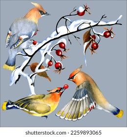 Birds on snow-covered branches. Can be used as a postcard, cover background, or for a web message. Vector illustration in a watercolor style.
