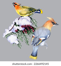 Birds on snow-covered branches. Can be used as a postcard, cover background, or for a web message. Vector illustration in a watercolor style.

