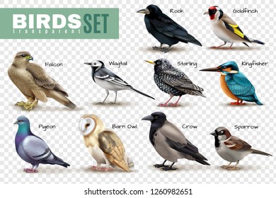 Birds on transparent background set of isolated bird images with various species and editable text captions vector illustration