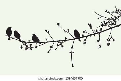 The birds on a tree branch in the spring time