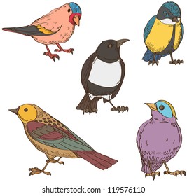 Birds on a white backgrounds
