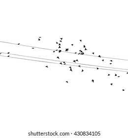 Birds on a wire. Vector
