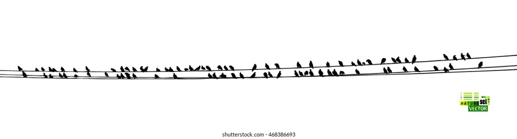 Birds on a wire. Vector