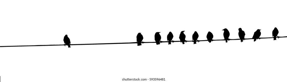Birds on a wire. Vector