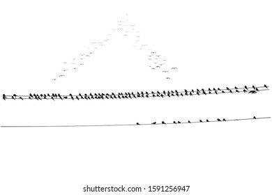 Birds on wire. Vector image. White background. 