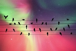 Birds On Wires At Night. Vector Illustration With Silhouette Of Flock Of Crows Sitting On Power Lines. Northern Lights In Starry Sky. Colorful Aurora Borealis