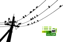 Birds On Wires. Vector