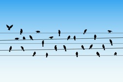 Birds On Wires. Vector Illustration With Silhouette Of Flock Of Crows Sitting On Power Lines. Blue Pastel Background