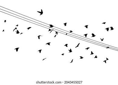 Birds on wires. Vector illustration